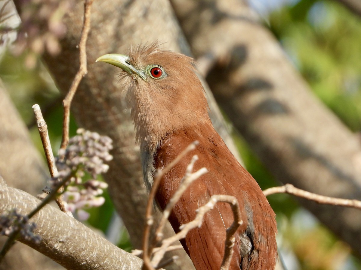 Squirrel Cuckoo (Middle America) - ML617877129