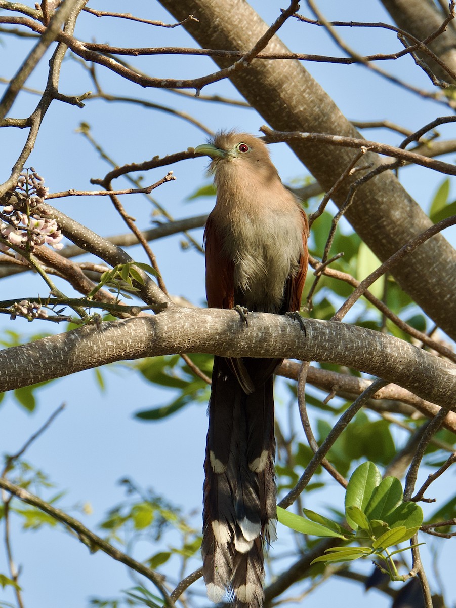 Squirrel Cuckoo (Middle America) - ML617877130