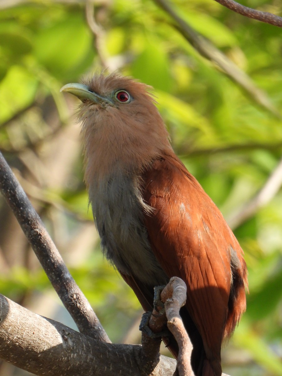 Squirrel Cuckoo (Middle America) - ML617877131