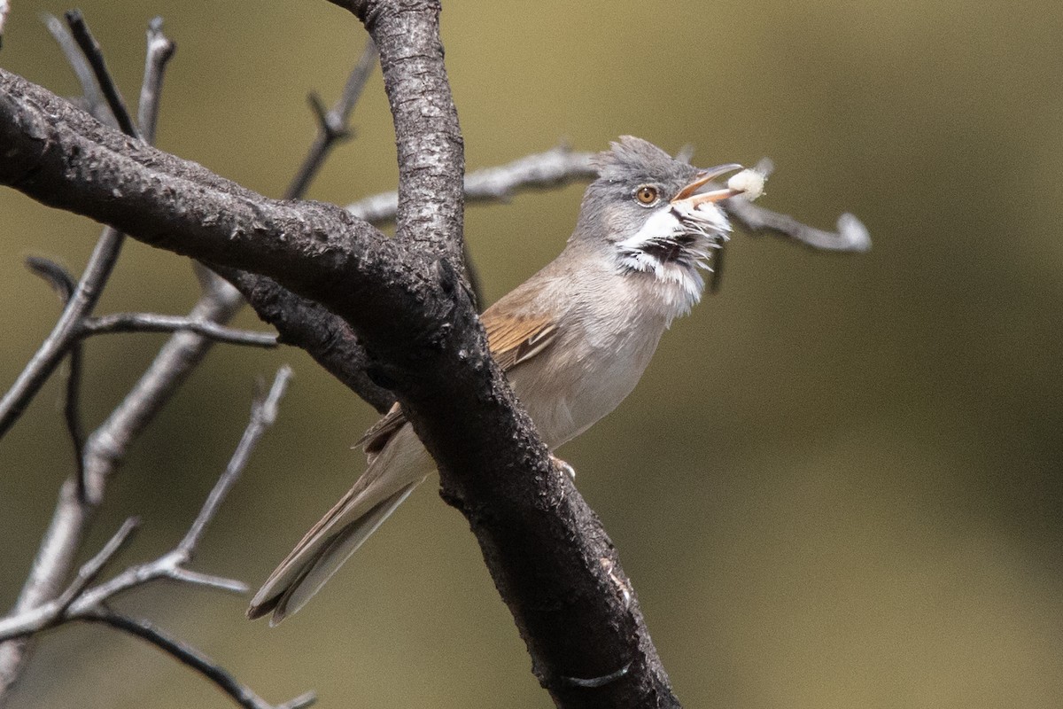 Greater Whitethroat - Miguel Rodríguez Esteban