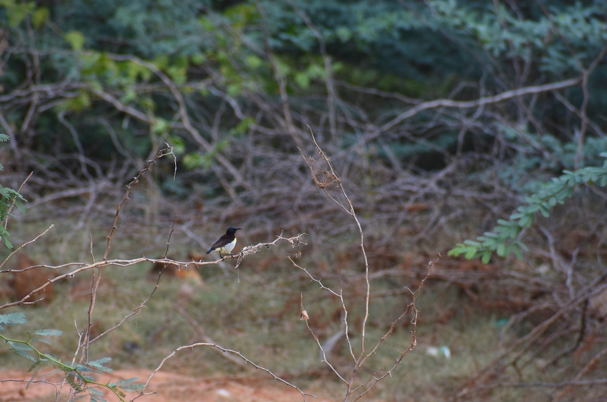 Purple-rumped Sunbird - Anand Birdlife