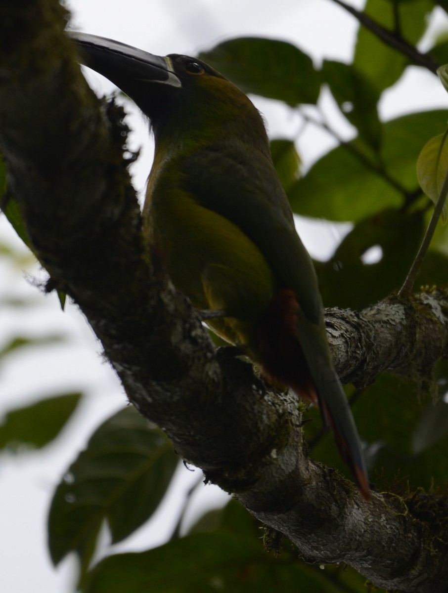 Toucanet à gorge blanche - ML617877218