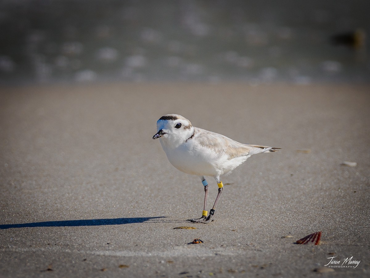Snowy Plover - ML617877222