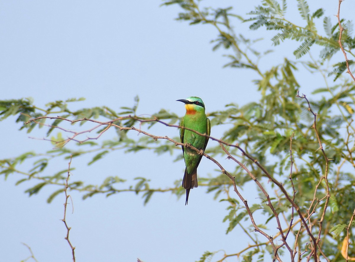 Blue-cheeked Bee-eater - Anand Birdlife