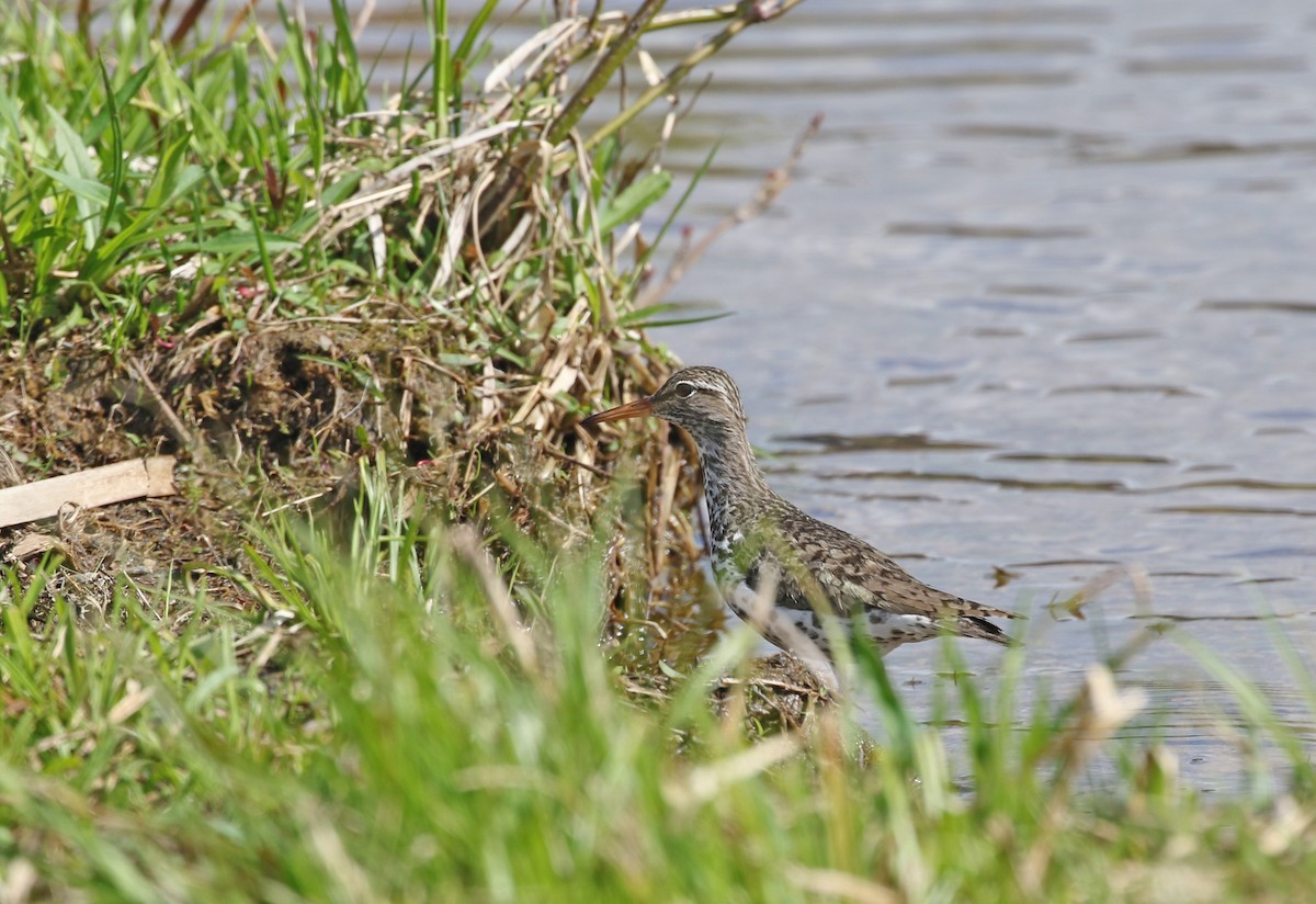 Spotted Sandpiper - ML617877265