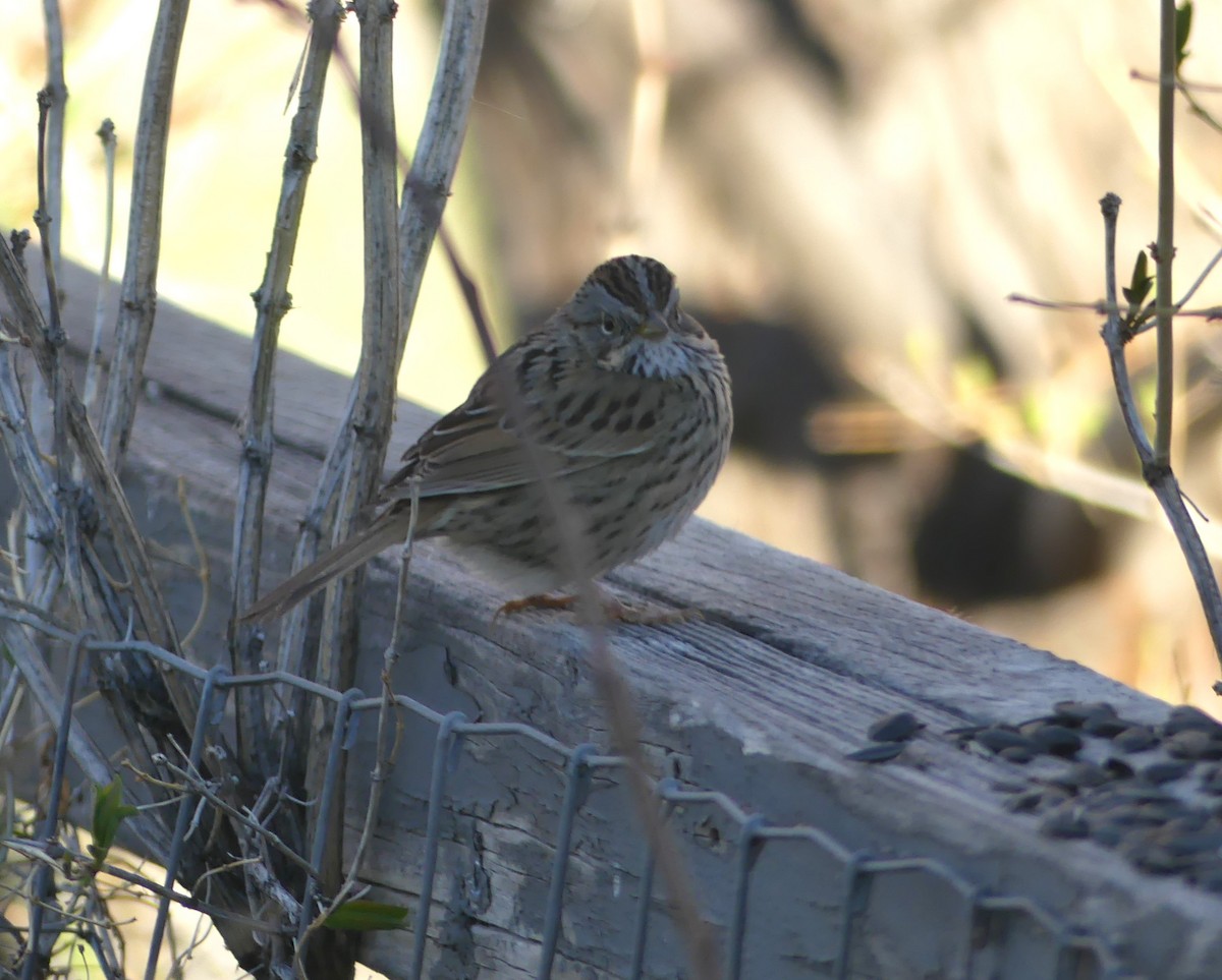 Lincoln's Sparrow - Katy Duffy