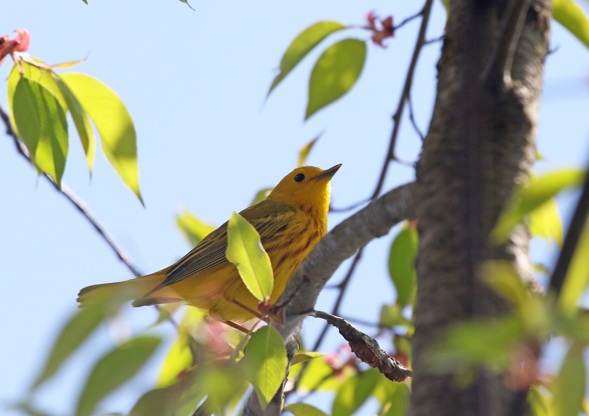 Yellow Warbler - ML617877295