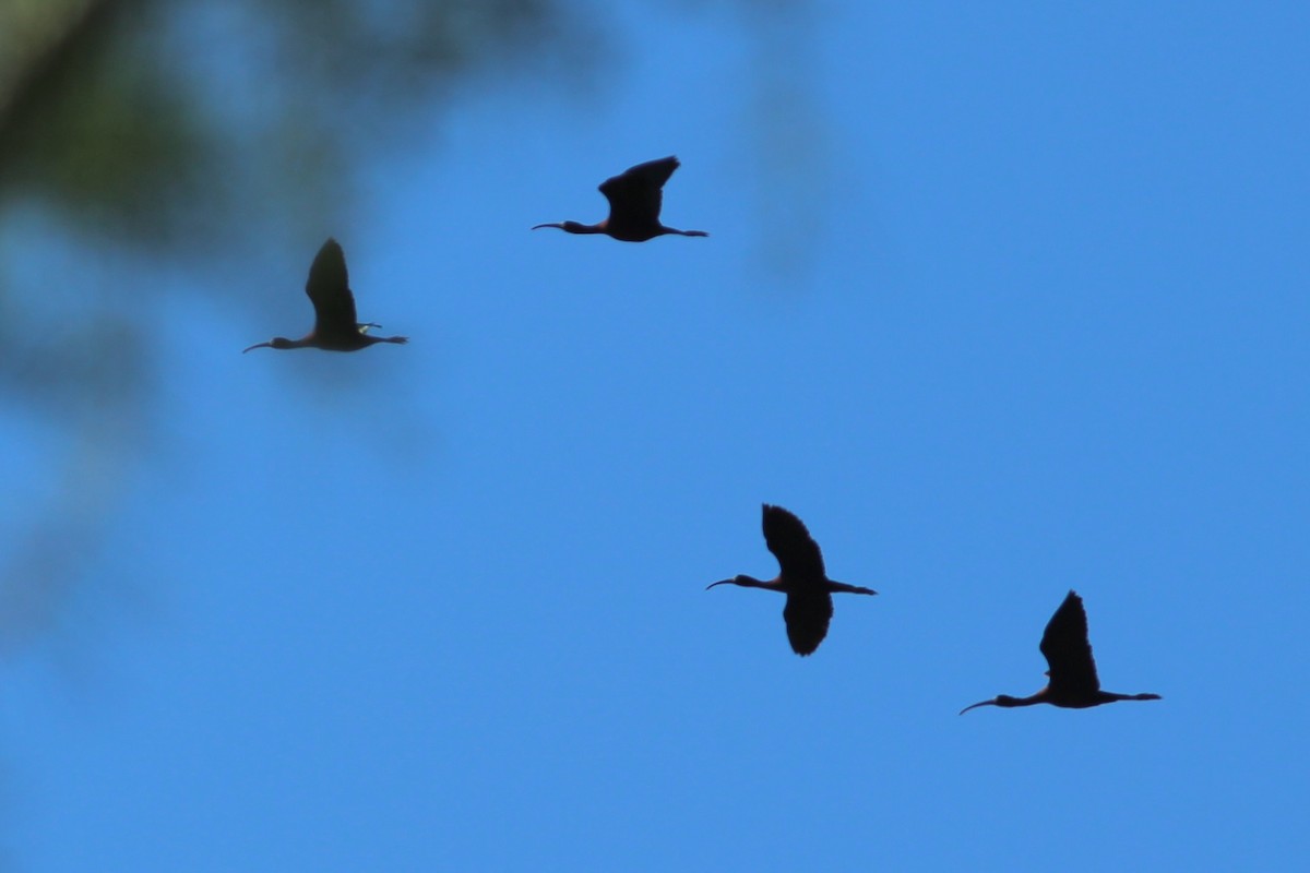 ibis hnědý - ML617877297