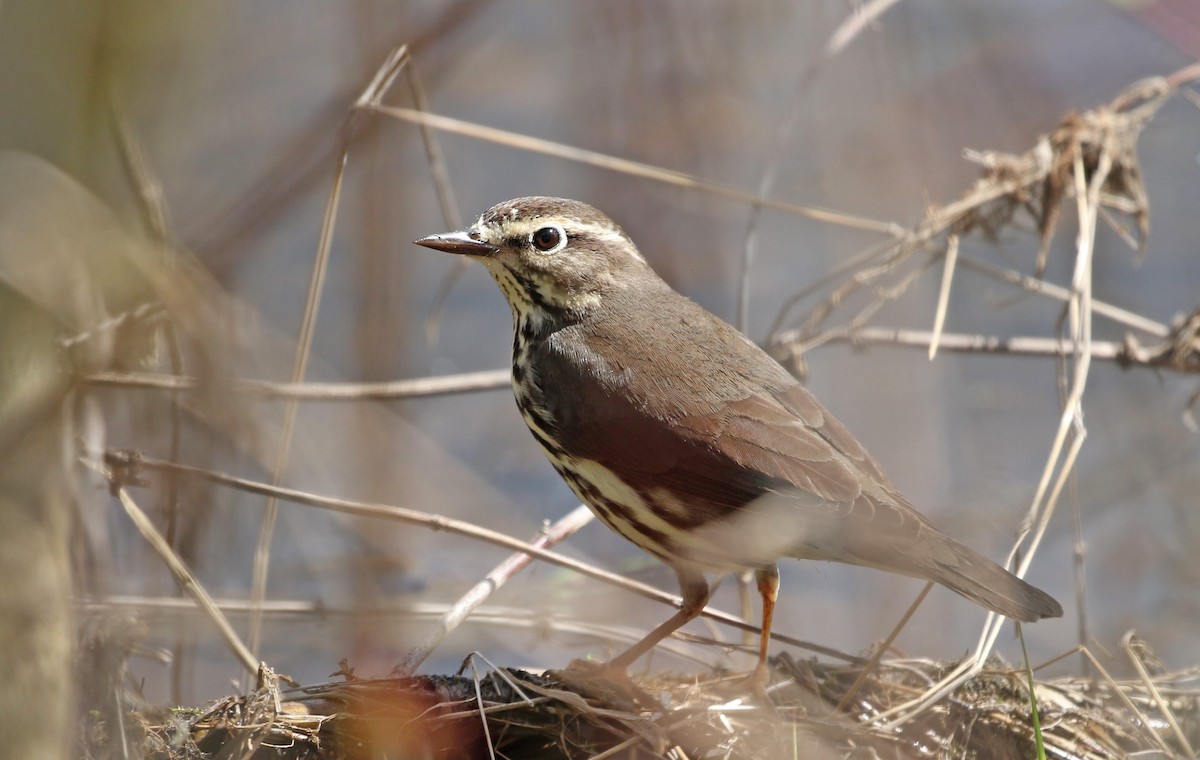 Northern Waterthrush - ML617877324