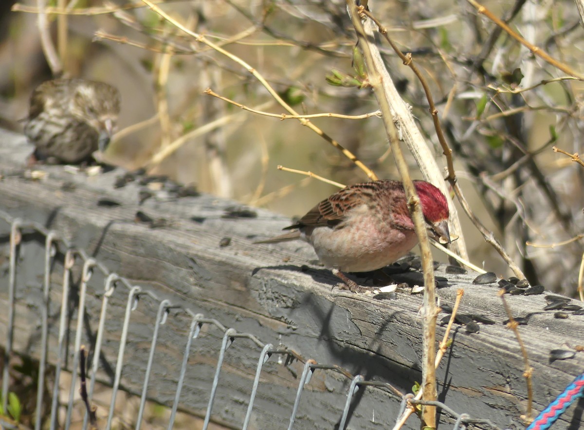 Cassin's Finch - Katy Duffy