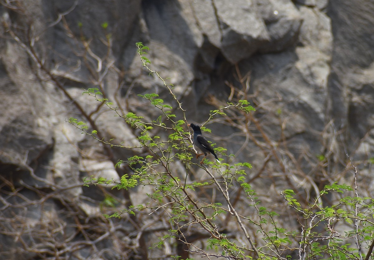 Jungle Myna - Anand Birdlife