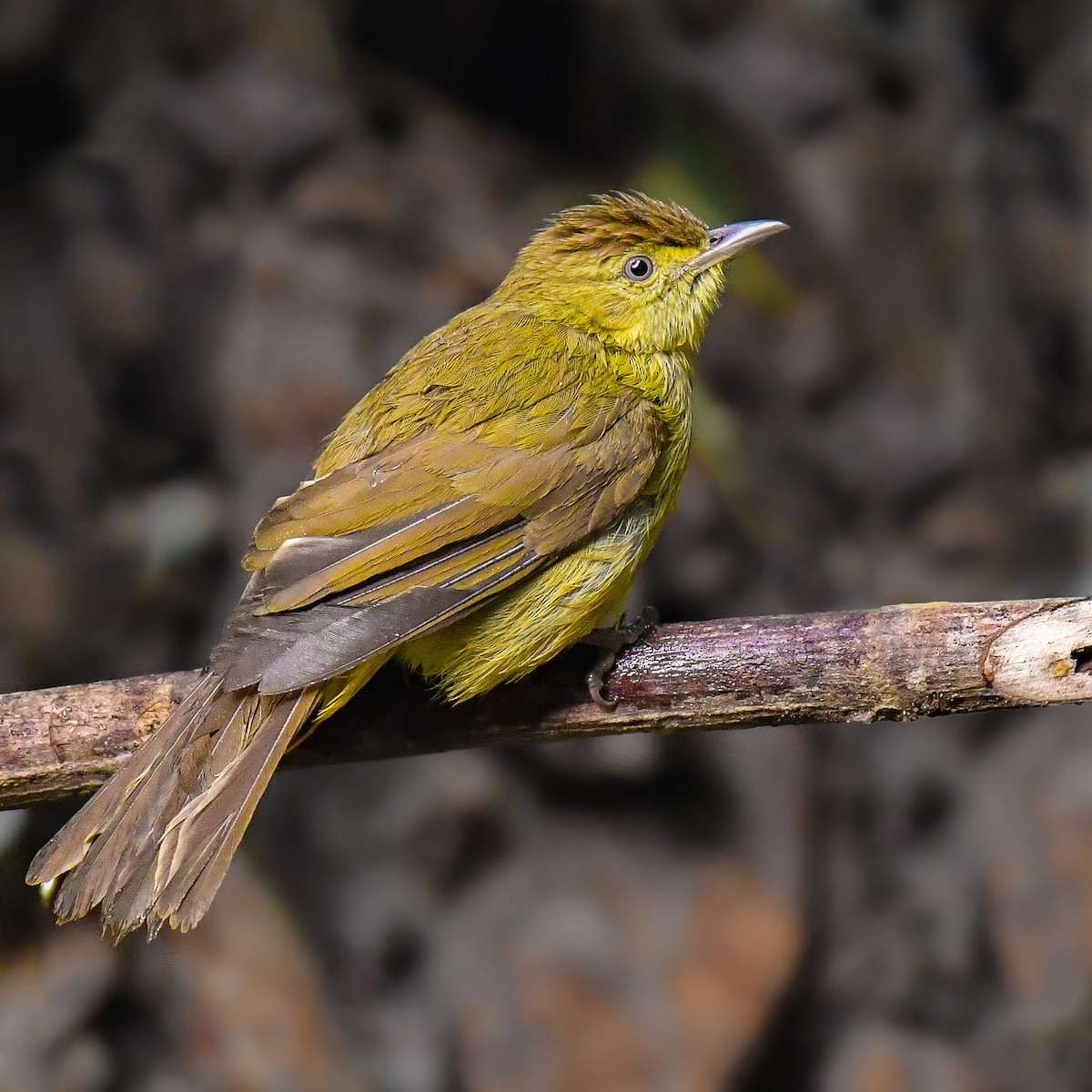 Cachar Bulbul - ML617877421