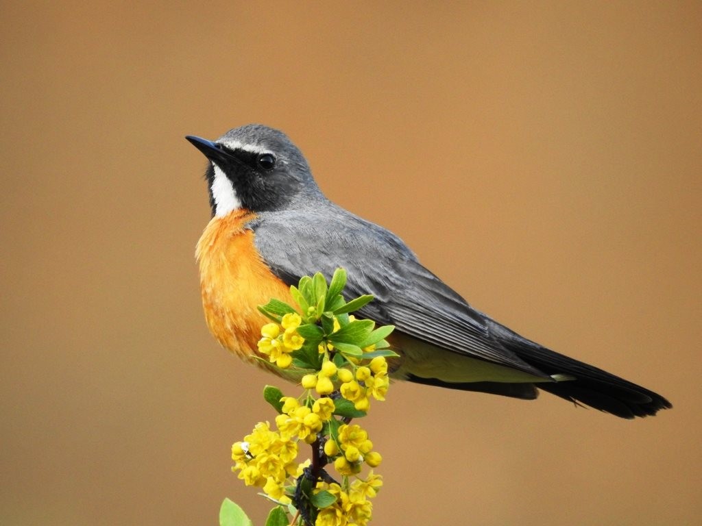 White-throated Robin - ML617877469