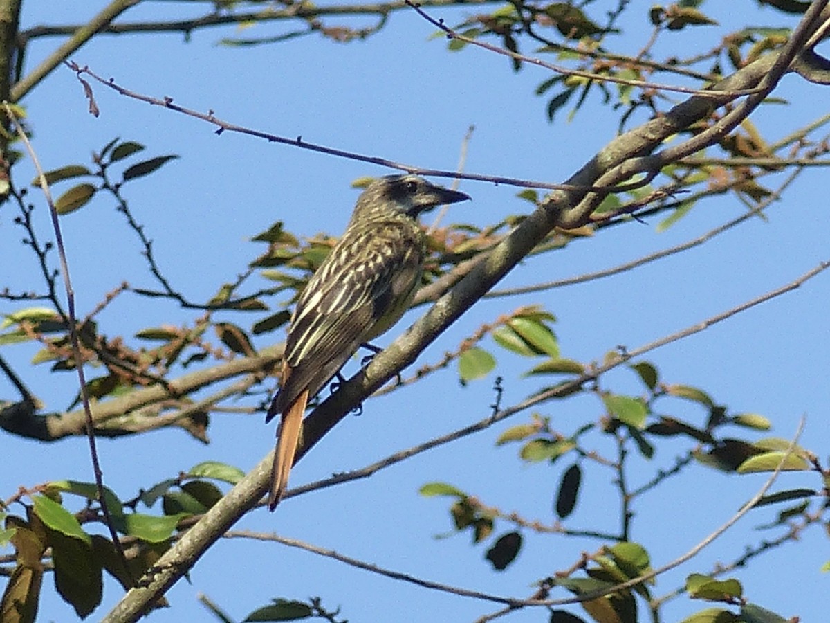 Sulphur-bellied Flycatcher - Jenny Bowman