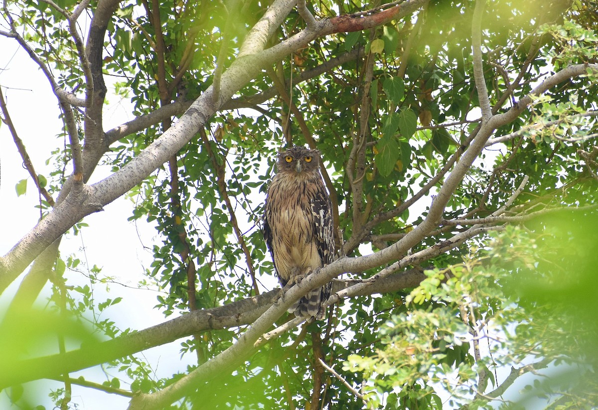 Brown Fish-Owl - ML617877540