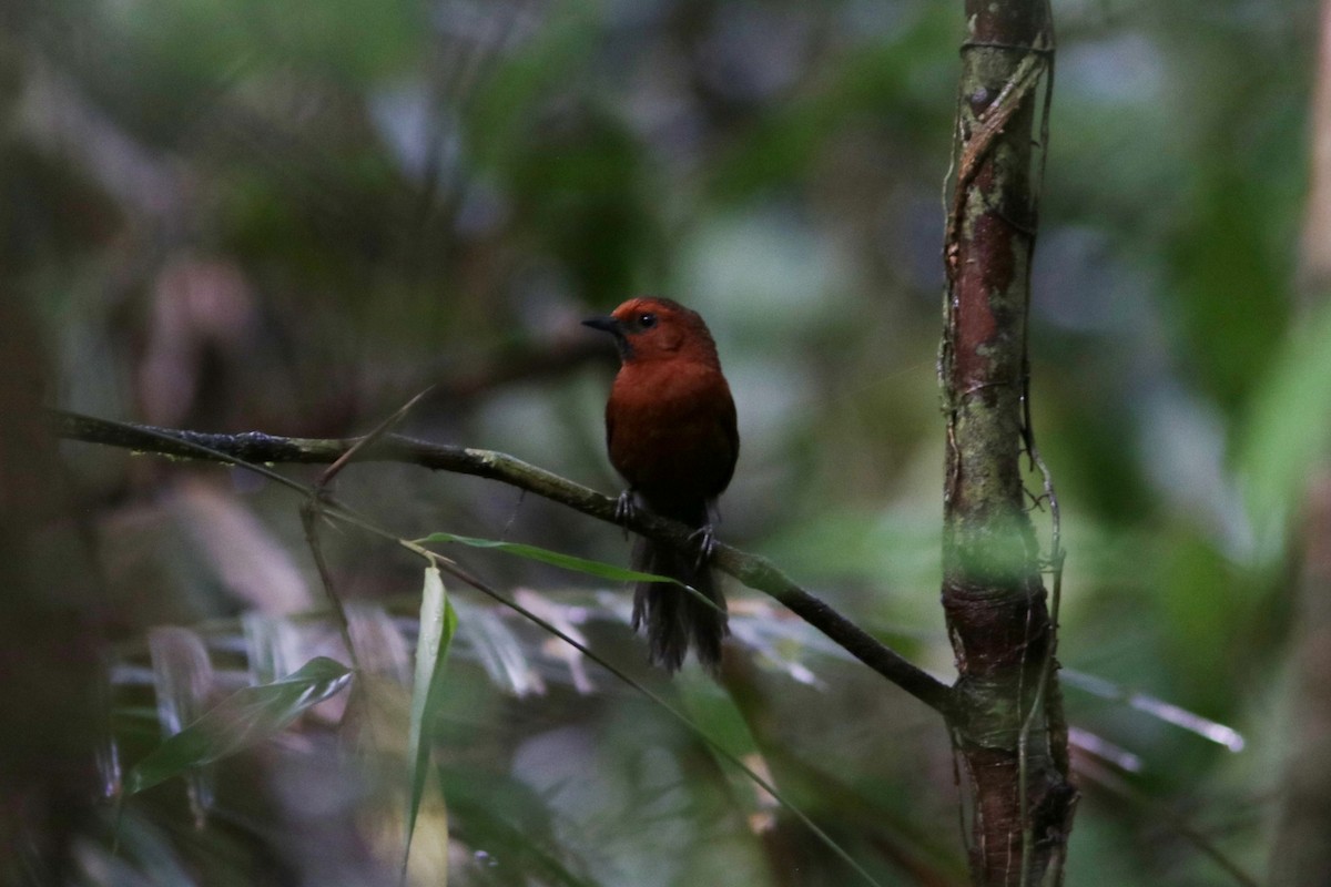 Ruddy Spinetail - ML617877562