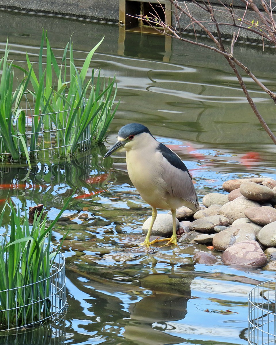 Black-crowned Night Heron - ML617877584