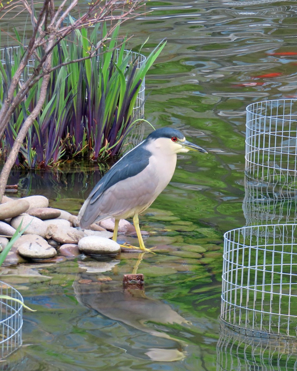 Black-crowned Night Heron - ML617877588