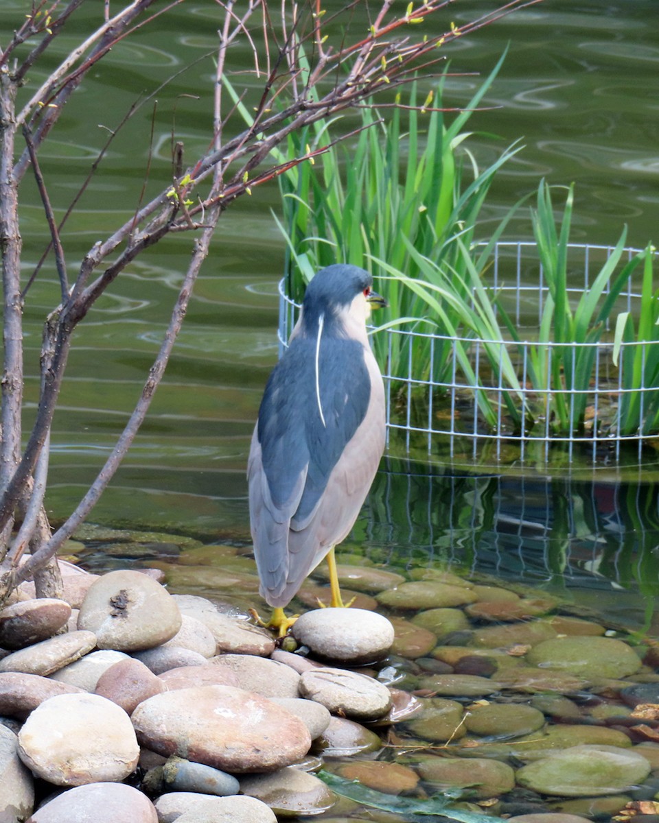 Black-crowned Night Heron - ML617877594