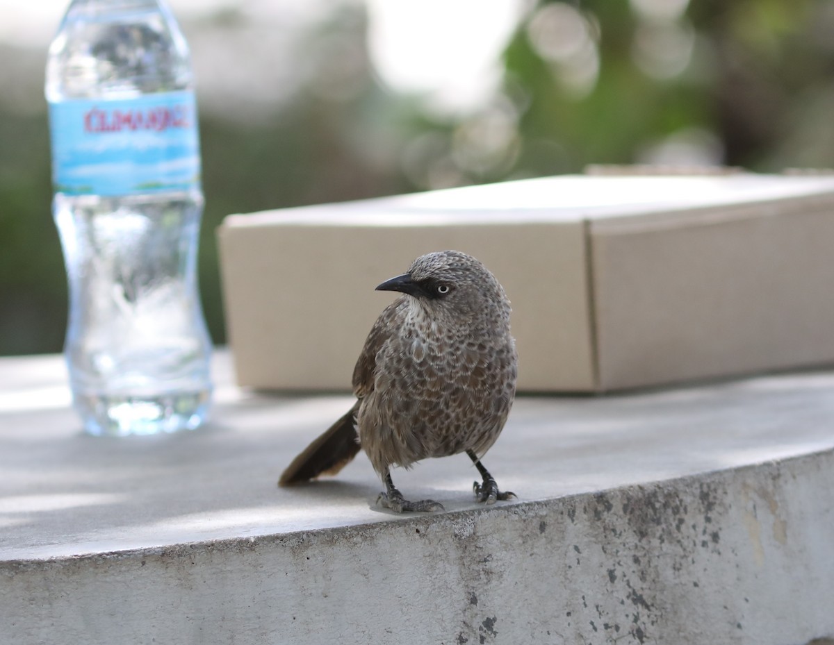 Black-lored Babbler - ML617877681