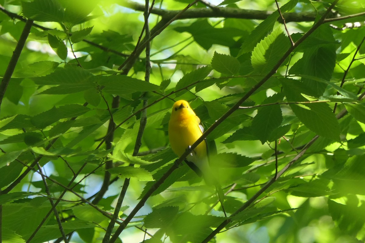 Prothonotary Warbler - ML617877690