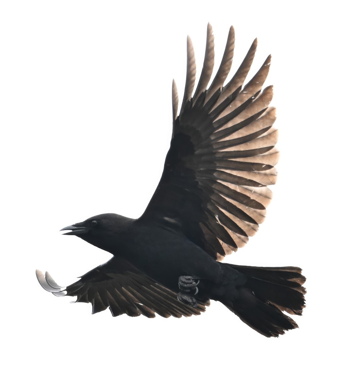 Common Raven - ML617877693