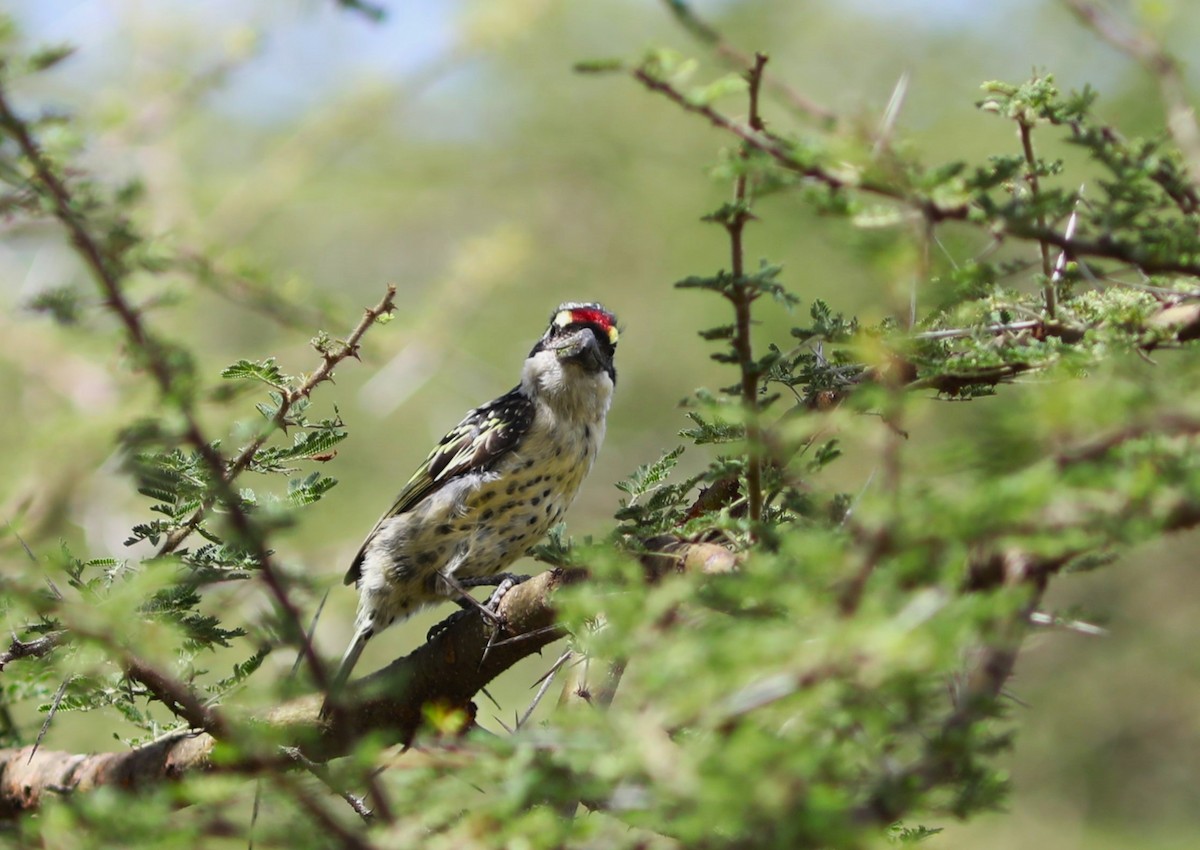 Red-fronted Barbet - ML617877695