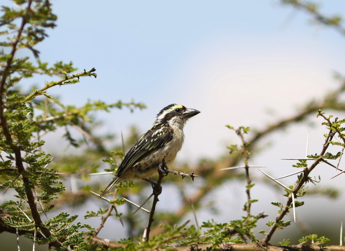 Red-fronted Barbet - ML617877696