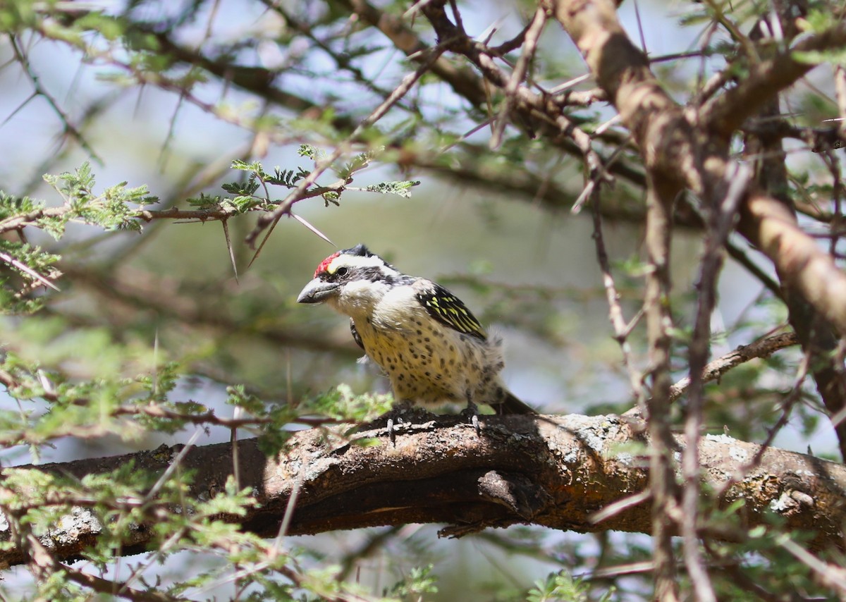 diademskjeggfugl - ML617877697