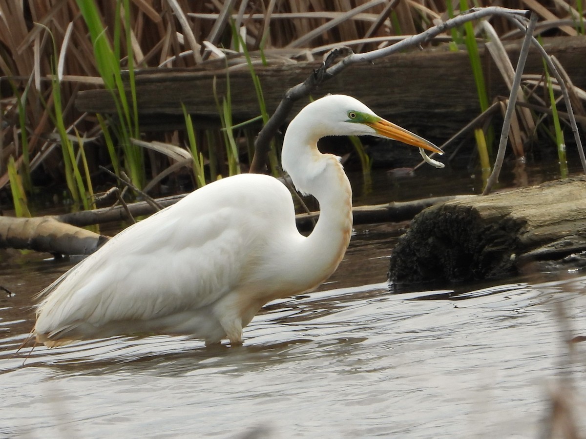 Great Egret - ML617877740