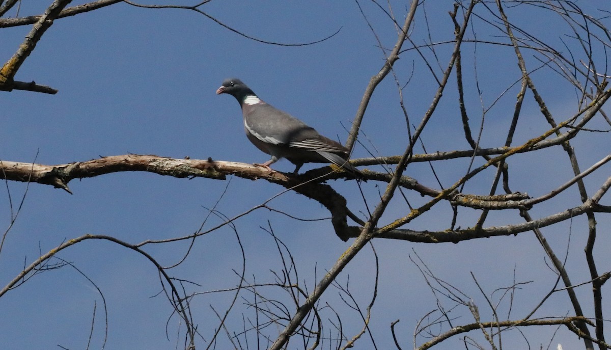 Common Wood-Pigeon - ML617877802