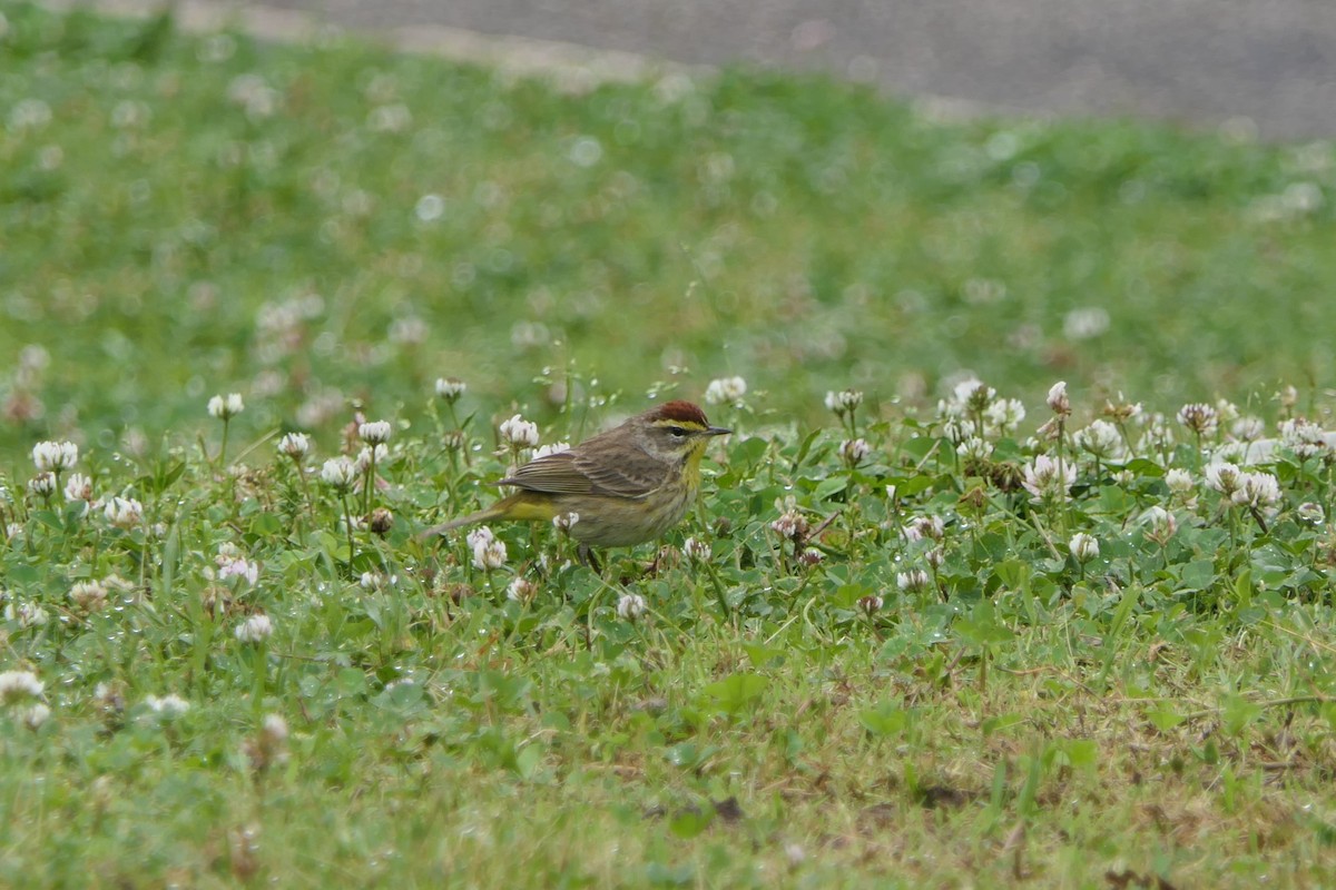 Palm Warbler - ML617877807