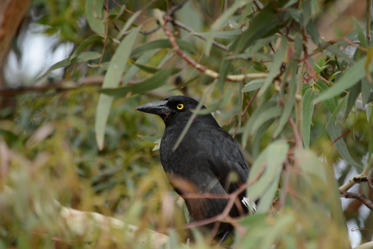 Pied Currawong - ML617877820