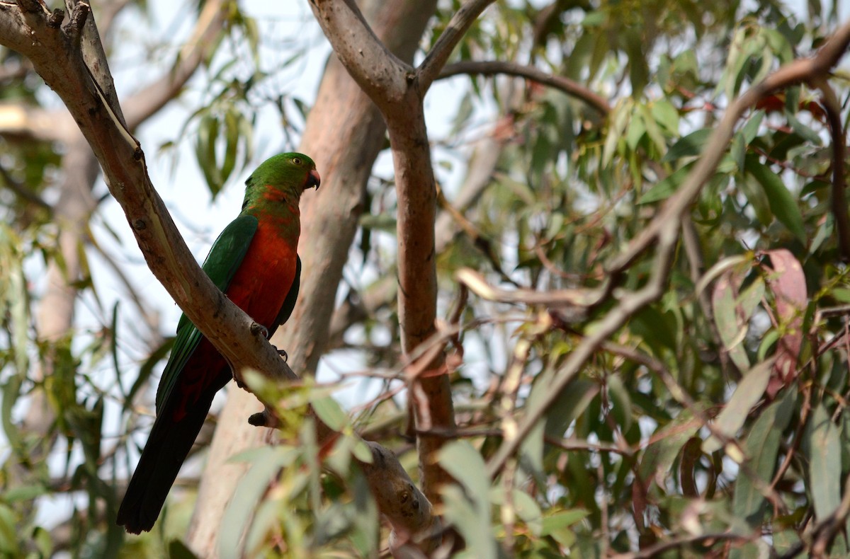 Australian King-Parrot - ML617877822