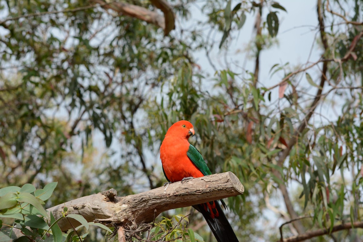 Australian King-Parrot - ML617877824