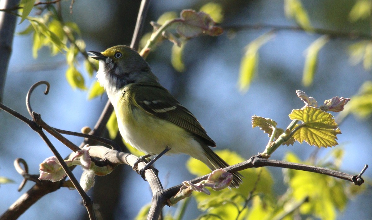 White-eyed Vireo - ML617877836