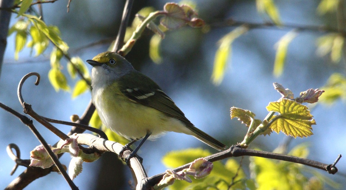 White-eyed Vireo - ML617877837