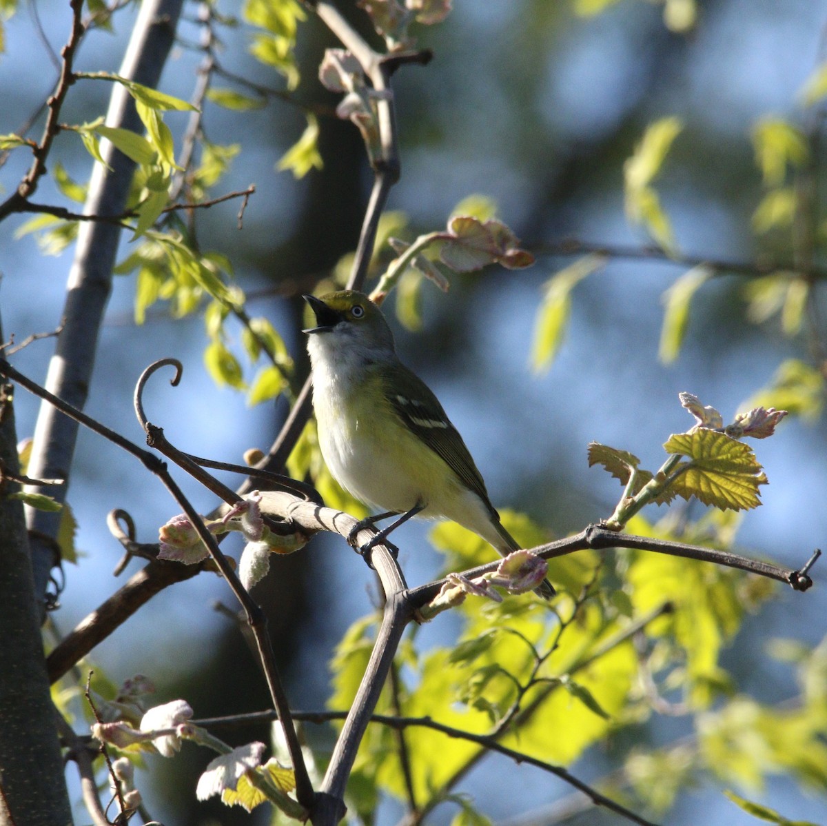 White-eyed Vireo - ML617877841