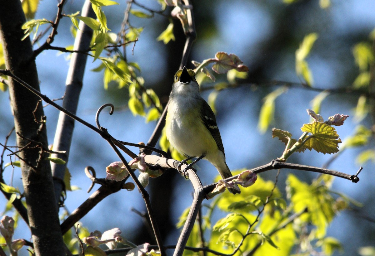 White-eyed Vireo - ML617877842