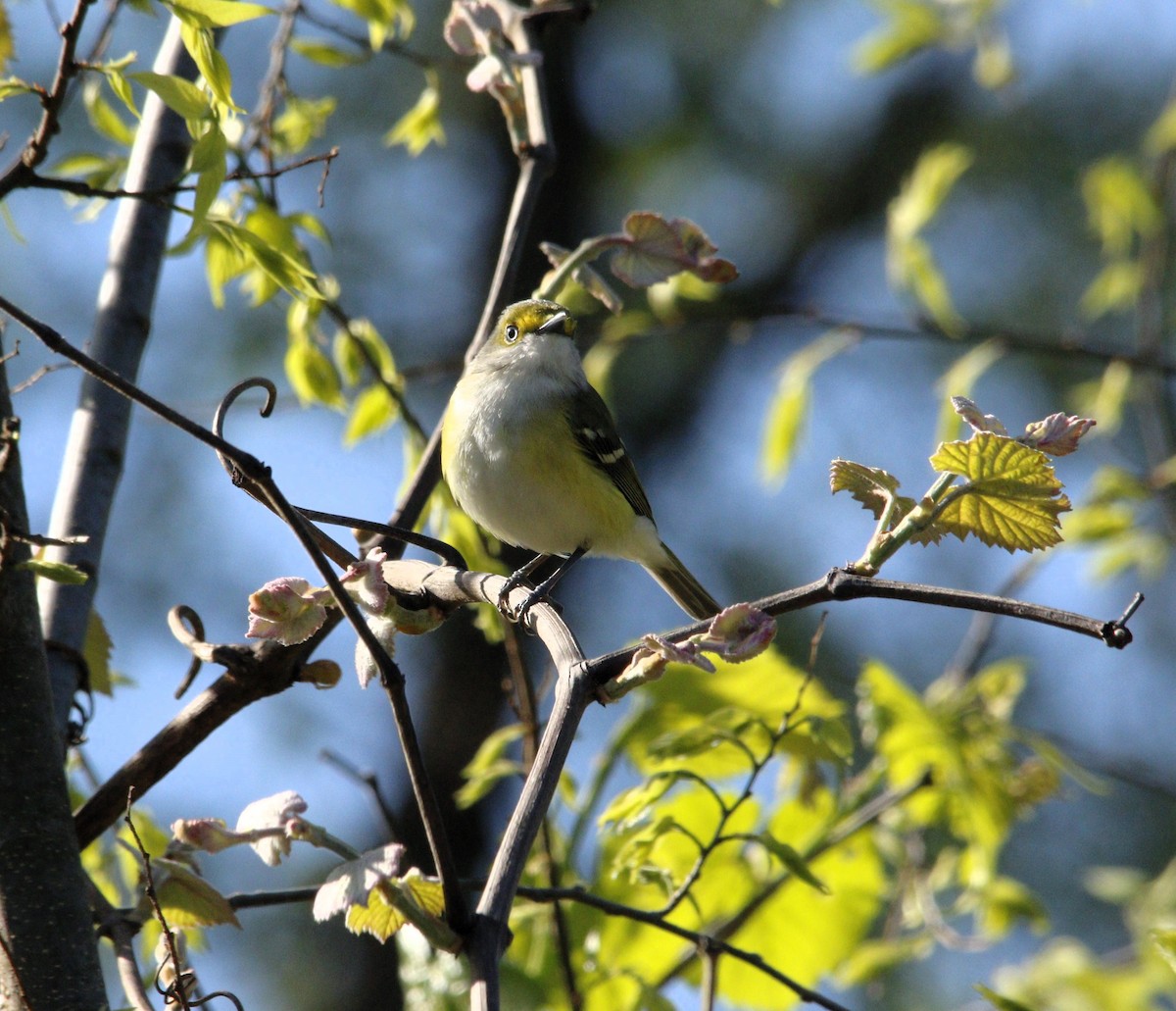 White-eyed Vireo - ML617877843