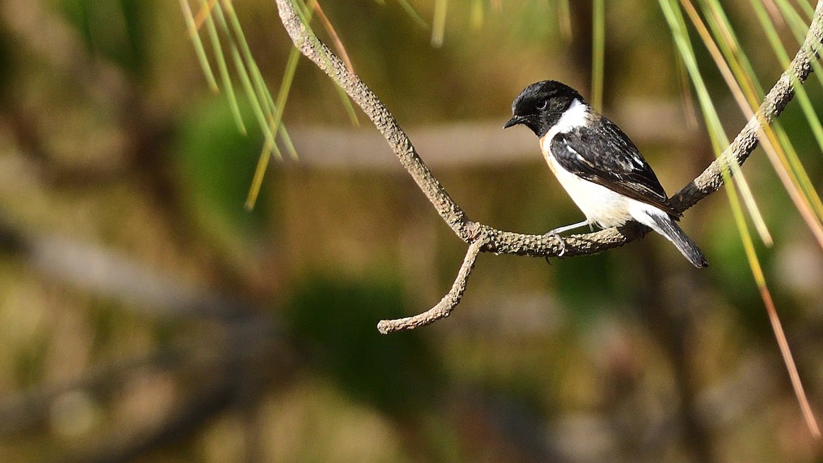 Siberian Stonechat - ML617877926