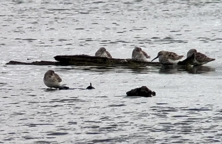 Dunlin - ML617877954