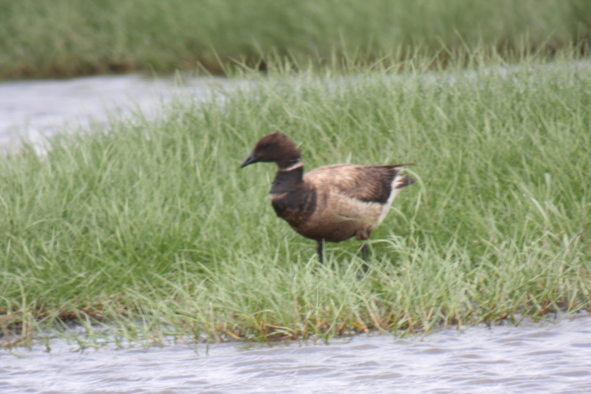 Bernache cravant (nigricans) - ML617877962