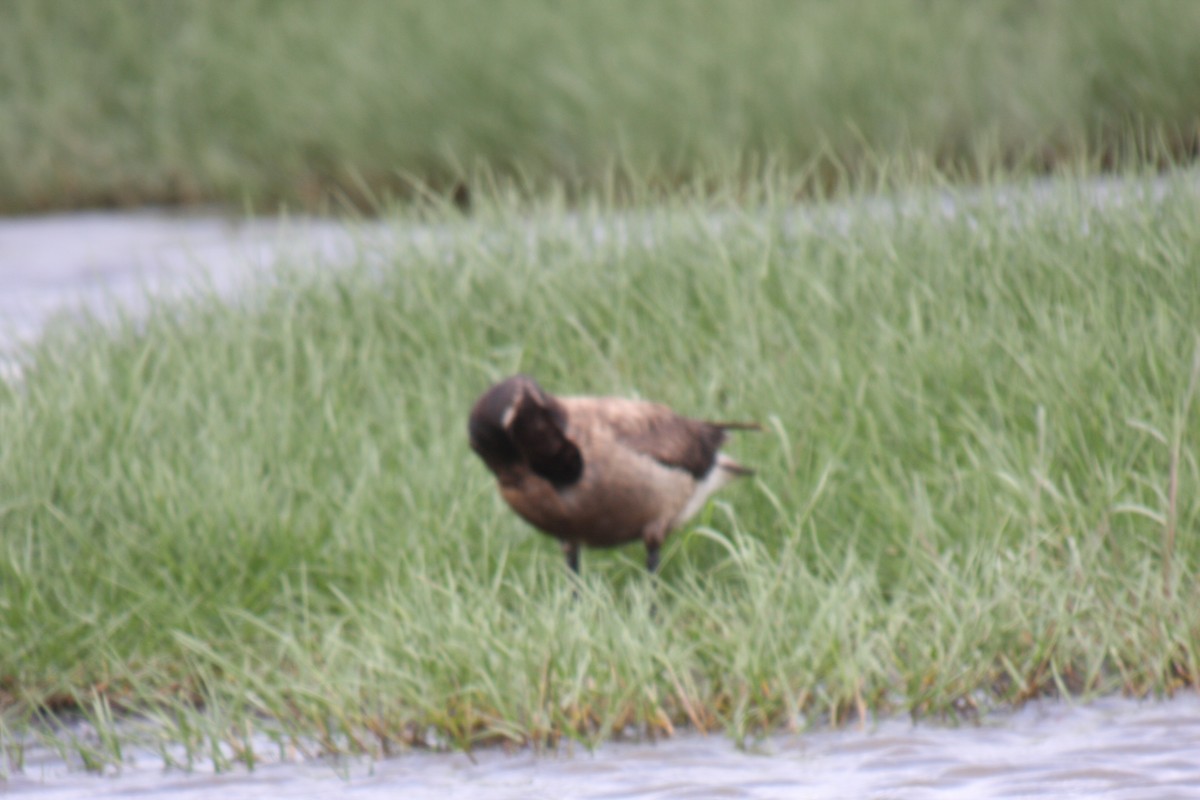 Barnacla Carinegra (nigricans) - ML617877963