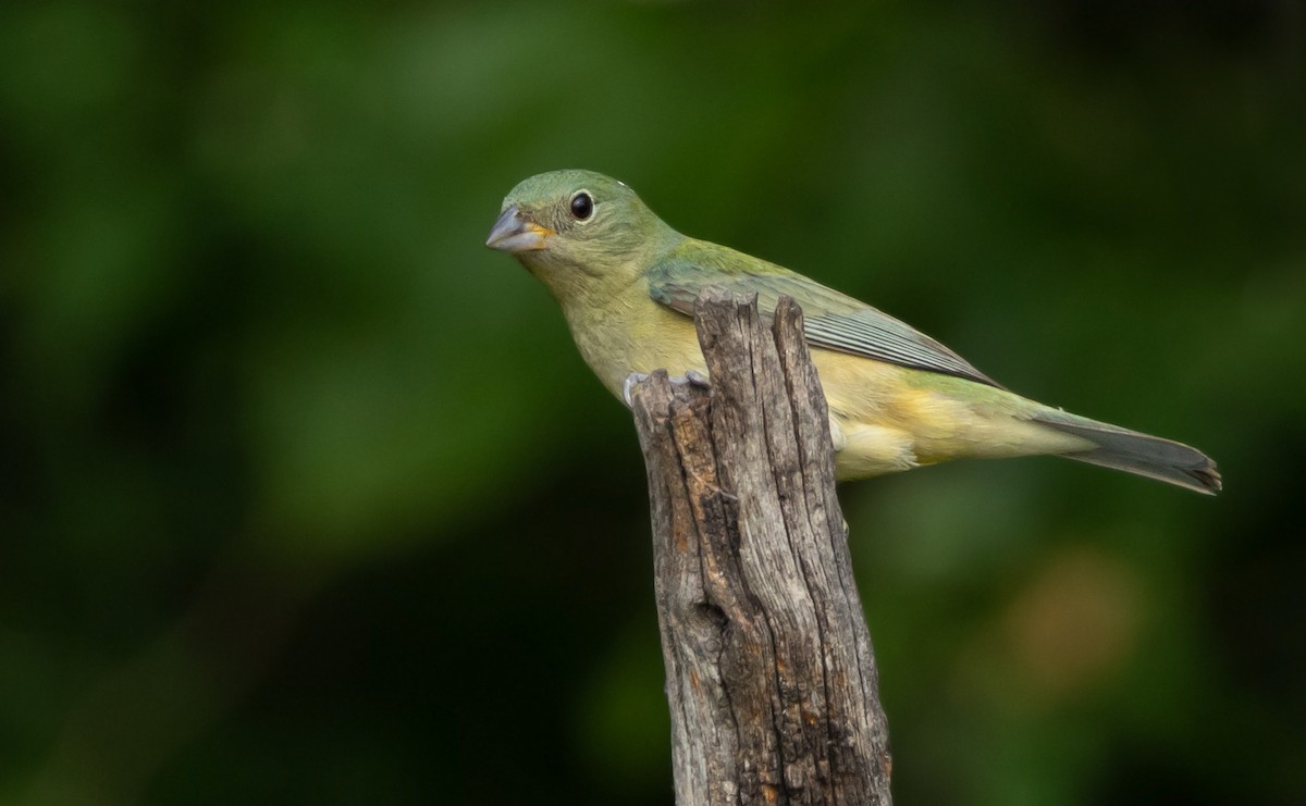 Painted Bunting - Muriel Neddermeyer