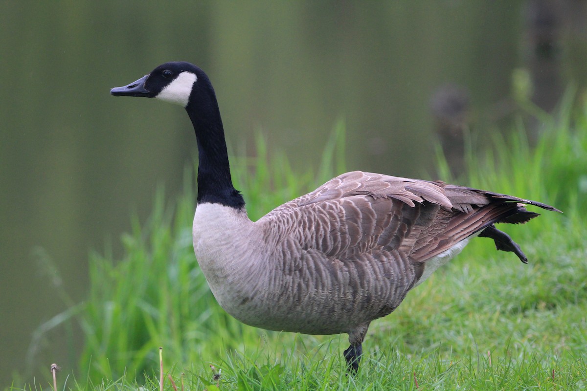 Canada Goose - Marcin Kuźma