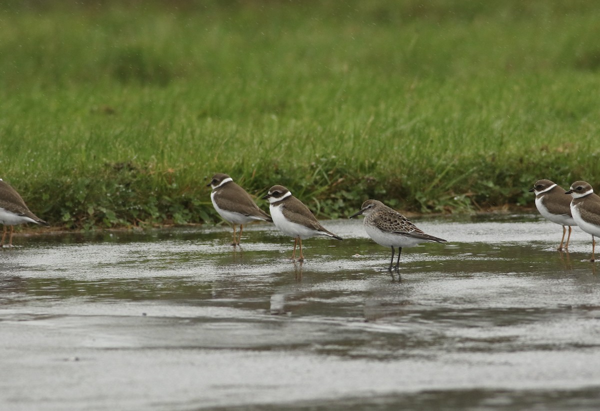 Gambecchio di Bonaparte - ML617878000