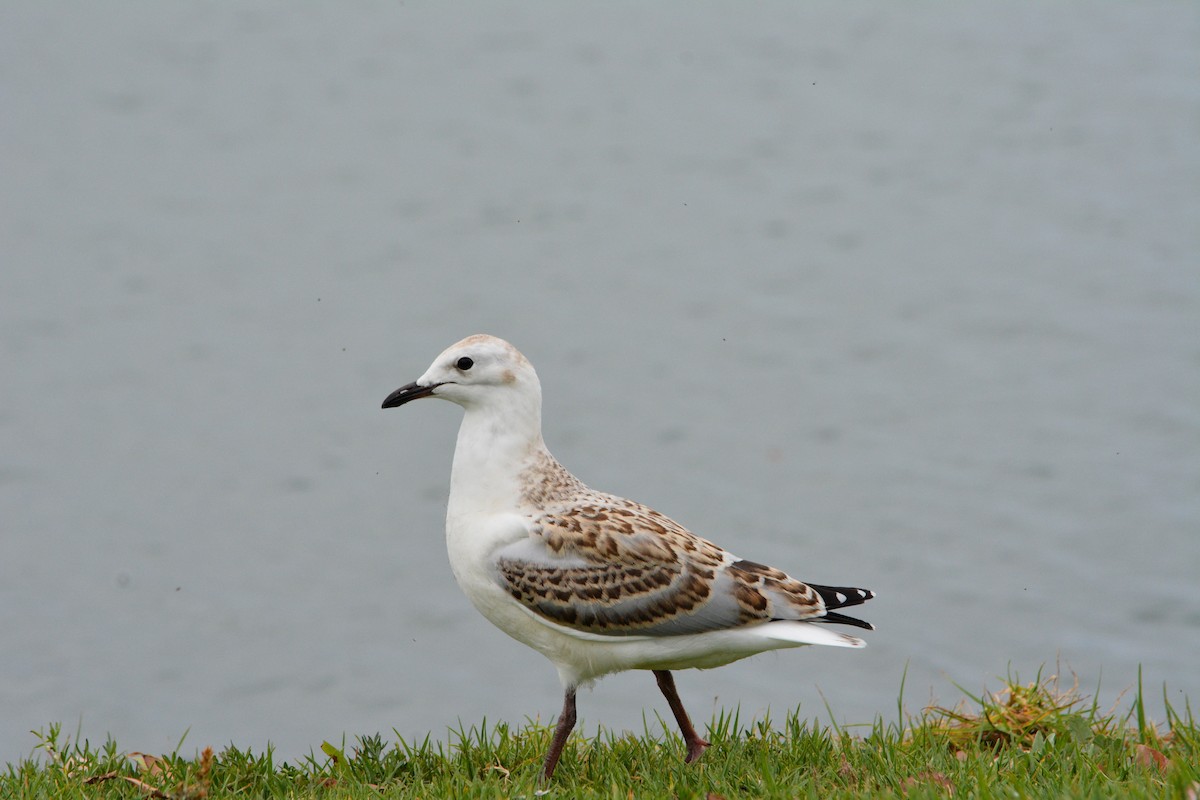 Gaviota Plateada - ML617878028