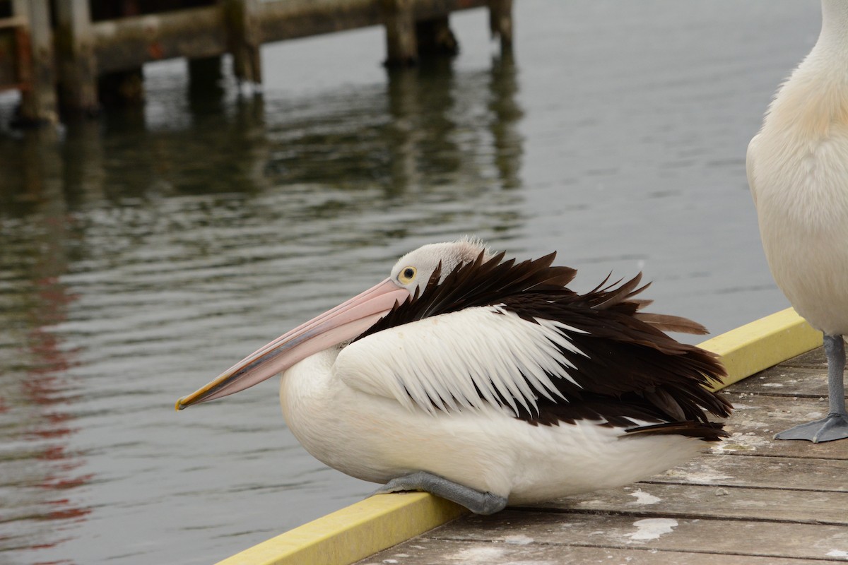 Australian Pelican - Beata Matysiokova