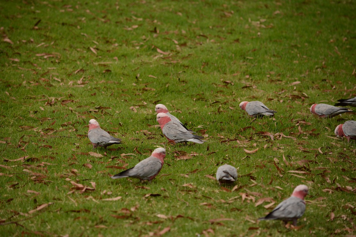 Galah - Beata Matysiokova